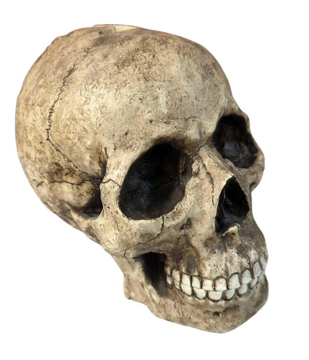 Summit Collection Resin Realistic Skull